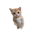 Standing Cat